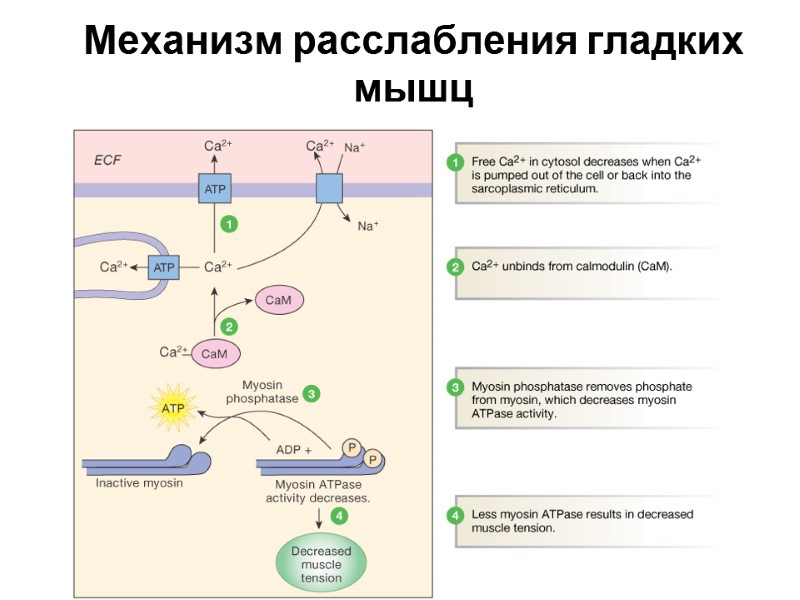 Механизм расслабления гладких мышц Figure 12-29: Relaxation in smooth muscle